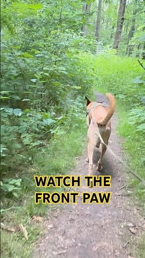 What happens before a dog pees? #dogbodylanguage #dogbehaviour #caninebehavior