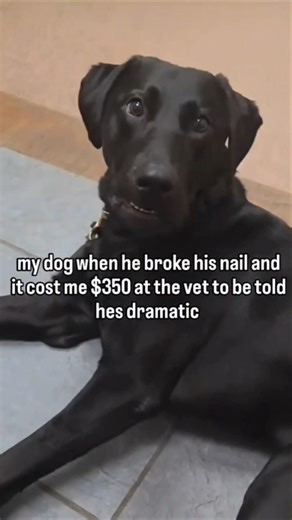 Plot twist: he loves the vet lol #dogmom #dogs #labradorretriever #servicedog #labrador