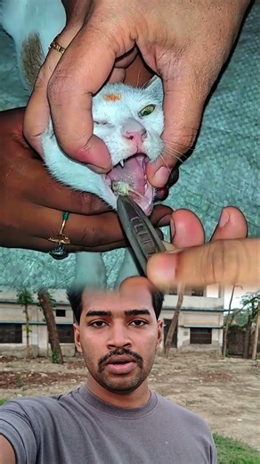 Cat botfly removal 🐱Tiny parasite, serious pain safe treatment brings instant relief.#CatBotfly