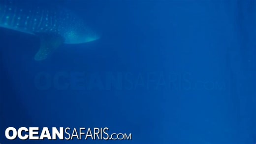 A global image-based data repository of killer whale interactions with elasmobranchs Images like my photos and this video of a killer whale attacking and killing whale sharks are part of this repository https://www.nature.com/articles/s41597-026-06740-3 | Ocean Safaris
