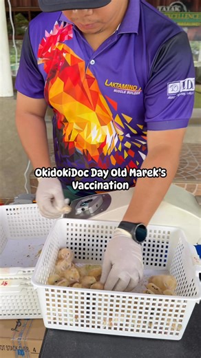 3.6K views · 87 reactions | Wildcreek GF 800+hds EB Batch 2 - Day Old Advance Marek’s Vaccination ‍⚕️ #OkiDokiDoc #mrsokidokidoc #kanlahicup #followerseveryone #fypシ゚ | Doc John Daniel Coson | Facebook