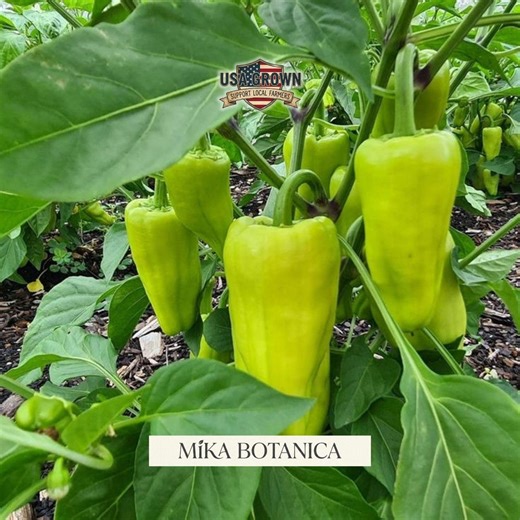 100 Cubanelle Sweet Pepper Seeds - Heirloom Italian Frying Mild Pepper - Etsy
