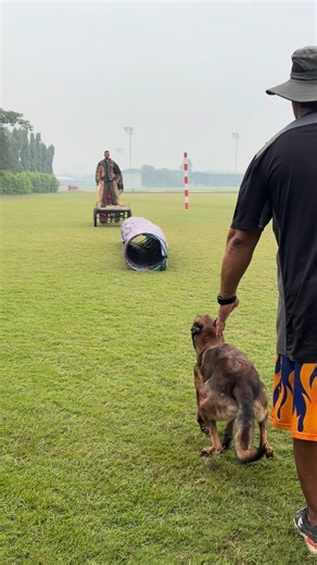 Morning superb enjoyed in training 😊guard And Bite Scanerio passive Decoy 🔥 #dogsports #psaclubdelhi #delhipsaclub #protectionsportsassociation #decoy #psatrainigclub #psatrainingschool #dogtrainingschool #boardandtraindogtraining | Prakash Ajay