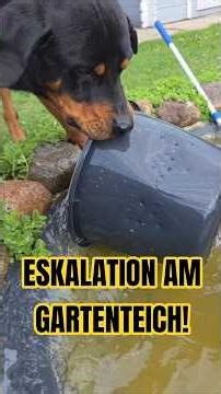 🤯🌊 ESKALATION am Gartenteich – Ares wirft einfach ALLES rein 😭