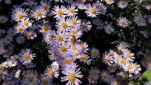 Aster, Flower, Yellow, Blossom
