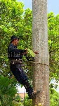 Vua Khỉ tuột dây kiểu mới khi leo cây Cau Vua Cutting areca tree