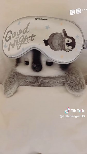 Cute Penguins: Explore Their Adorable World