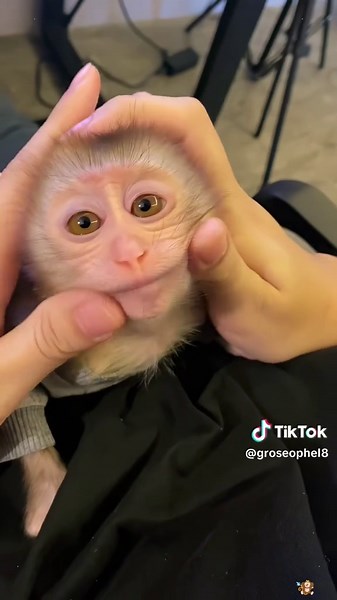 The little monkey was being bullied by the troop, so I rescued him,and then...❤️#monkey #rescue #animalrescue #love #usa #fyp