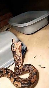 #Ball python feeding
