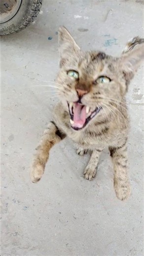 Real Cat Sound | Angry & Meowing Cat Reaction | The Animal Behavior Studio