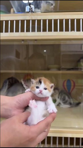 Tiny Pink Paws! 😳 POV: A Baby Calico Kitten Gets Picked Up Like a Plush Toy 🐾✨