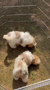 4.5K views · 21 reactions | We provide all types of quality puppies. Professional pet grooming service. Pet boarding service. Andpet Training also. #fypviralシ #doglover #trendingreel #harikanayan #fypシ #playbacksinger #love #energy #dogsofinstagram #dogslife #petsofinstagram | Harika Narayan | Facebook