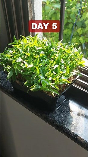 Grow Microgreens at Home Easily & Fast #microgreens