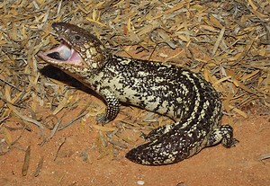 The Iconic Australian Shingleback Skink—In The Wild And In Captivity - Reptiles Magazine