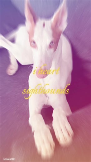 Discover the Most Beautiful Sighthound Breeds