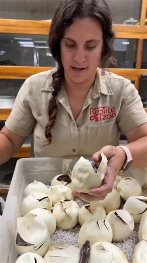 Hatching python babies 🐍