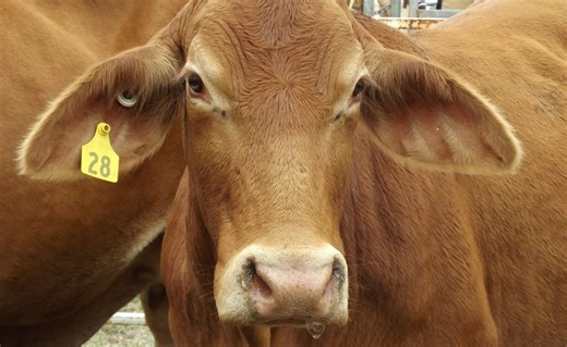 Sex with a cow: shocking case hits court