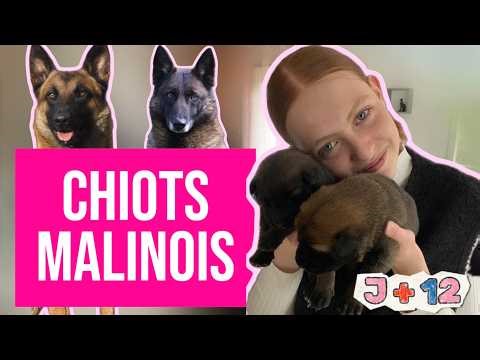 Chiots Malinois 12 jours — Premiers moments en famille 🐾