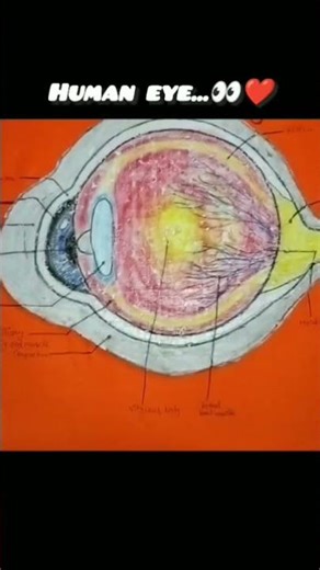 🎨 “DIY 3D Human Eye Project for Science Fair 🔥 | Easy Craft Idea”#craft #viral#viralvideo#