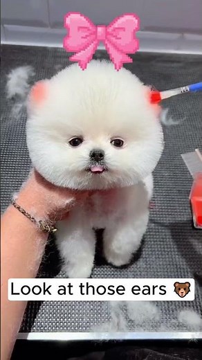 Is this a Dog or a Snowball? ☁️🐶