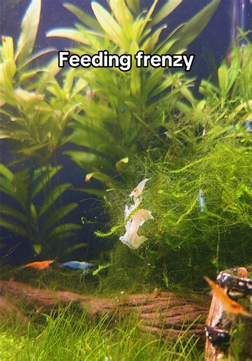 Shrimp feeding frenzy #ShrimpTokk #neocaridinashrimp #interestingthings #PetsOfTikTok #oddlysatisfying