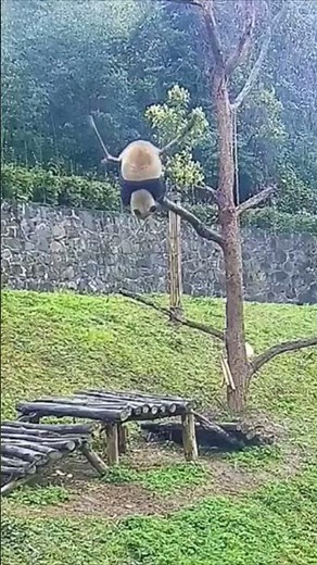 Panda falling out of trees #panda #pandalife #funny #funnypanda #animals #bear