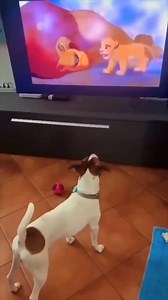 This dog was crying watching Lion King 🥹 | Fredo Reels