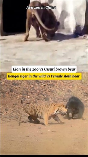 Lion vs brown bear - tiger vs female sloth bear