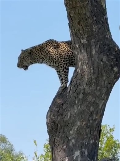 Discover the Agility of South African Leopards