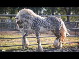 Delphia, 2yo Snowflake Silver Dapple Gypsy Vanner filly