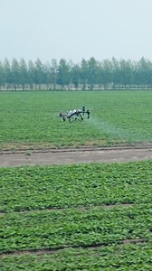 26K views · 474 reactions |  Soybeans cheer, "Way to go, DJI Agras T50!" ✨ #agriculturetechnology #dji #smartfarming #soybeans #djiagriculture #CropCare | DJI Agriculture | Facebook