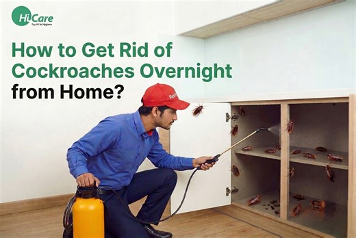 25 Best Ways to Get Rid of Roaches Overnight from Home 2025