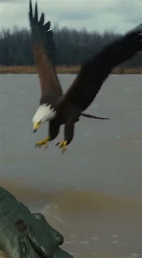 Heroic Eagle Saves Golden Retriever From Crocodile! 🦅🐕 #animalrescue#goldenretriever#eagle
