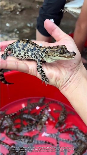 How Baby Crocodiles Hatch Inside a Breeding Farm #rurallife #livestocklife #farm