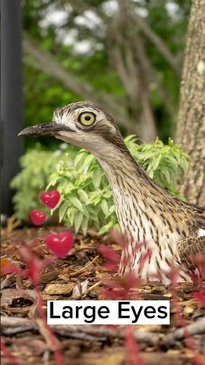Australian Bush Stone-Curlew