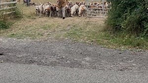 By signing up to our Action for Hunting initiative, you will help to protect our hounds, jobs and homes for hunt staff and our way of life. Follow the link below today to sign up now ⬇️⬇️ https://bit.ly/4jqa3e0 #actionforhunting #campaignforhunting #huntingcommunity #trailhunting | Countryside Alliance Hunting