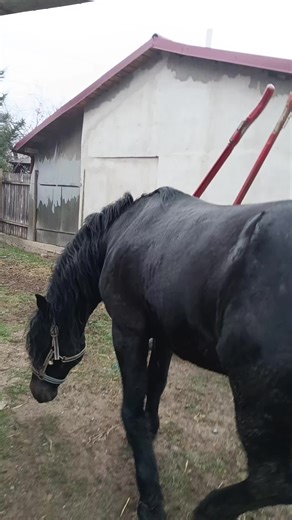 Videoclipuri postate de Adrian Gabriel Tufan (@adriangabrieltu) cu sunet original - 👑alina🐎👑