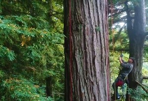 Bioacoustic Monitoring: A Community Approach to Protecting the Rainforest