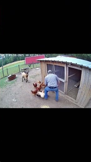 Angry goat vs farmer