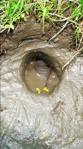 Survival Fish trap: The best way to fish in natural holes! #survival #fishing #campping #outdoors