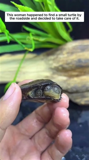 This woman happened to find a small turtle by the roadside and decided to take care of it.