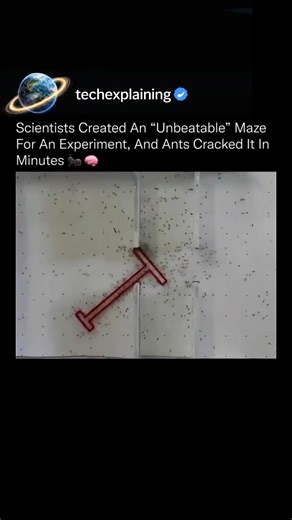 Ants are far more intelligent .Love Technology? Follow @techexplainigs4 🌟