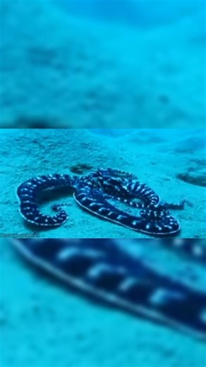 Octopus intelligence fact #funfacts #shorts