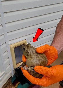 682K views · 10K reactions | A Heartwarming Animal Rescue Compilation!朗 | Bella Bean | Facebook