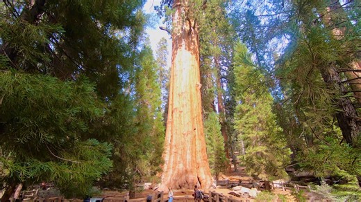General Sherman Tree. Sequoia National Park. Please note all videos on this page were taken by us on our road trips in the USA and Canada. | Just Drive America