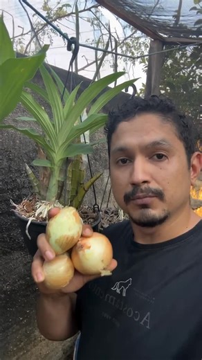 Antonio Eliab | Orquídeas de Rondônia on Instagram: "COLOQUE CEBOLA NAS ORQUÍDEAS E VEJA O INCRÍVEL RESULTADO !! 🌸 MANUAL PRÁTICO PARA ORQUÍDEAS 🌸 Ama Orquídeas e quer aprender a cuidar delas MELHOR ? 🌸✨ Visite o meu perfil @orquideasderondonia e clique no link 🔗 que está na Bio, para acessar tudo sobre o Cultivo de Orquídeas ! . . . . . . #orchid #orchids #orchidlover #orchidee #orquídea orquídeas orquideas orquidea orquideasbrasil orquideascollection orquideaslovers plantas orquideaslindas
