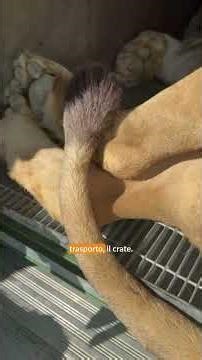 Cosa c’è dietro il trasferimento di un leone?