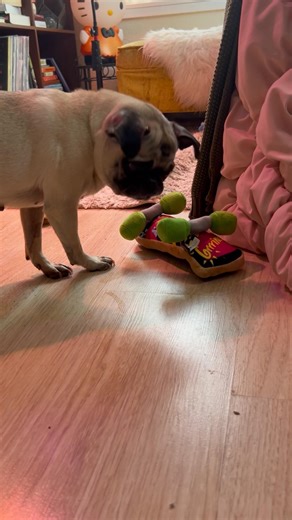 Crunchy puppy chewing ASMR 🥰 #pug #asmr #crunchy #cookietrp