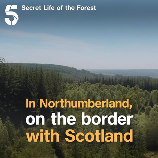 1.6K views · 896 reactions | This is England's largest forest, and 100 years ago it didn't even exist... Watch Secret Life of the Forest on My5 | Channel 5 | Facebook