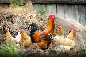 Pine vs. Straw: Best Bedding Options for Your Backyard Chickens